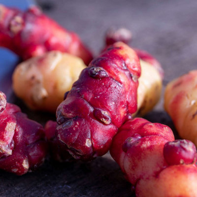 Marshalls Garden Oca Yam Tubers (Oxalis tuberosa) 5 Tubers Pack