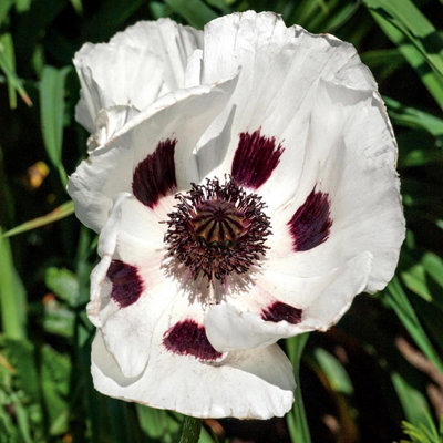 Marshalls Garden, Papaver orientale 'Royal Wedding' pack of 3 x 9cm