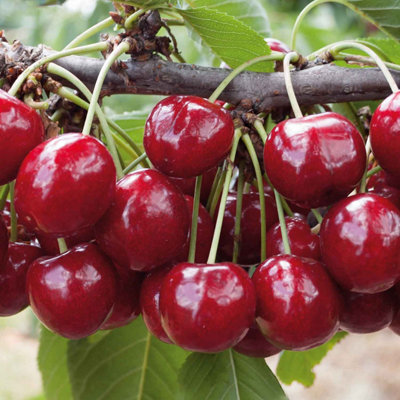Marshalls Garden Patio Cherry 'Regina' - Compact 1.2m Cherry Tree for ...