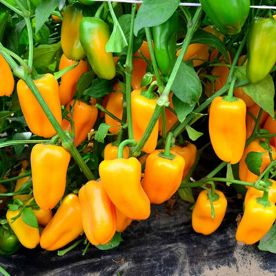 Marshalls Garden Pepper Seeds 'Sweet Snackbite Yellow' F1, 4 Seeds ...