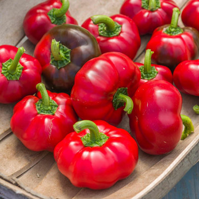 Marshalls Garden Pepper Seeds 'Sweet Winner' - Sweet Round Red Peppers ...