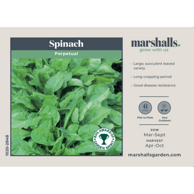Marshalls Garden Perpetual Spinach Seeds - High Yield, Fast-Growing, RHS AGM 300 Seeds