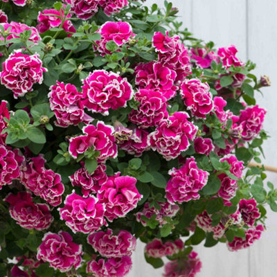 Marshalls Garden Petunia Tumbelina Anna - Double Rose-Pink Trailing ...