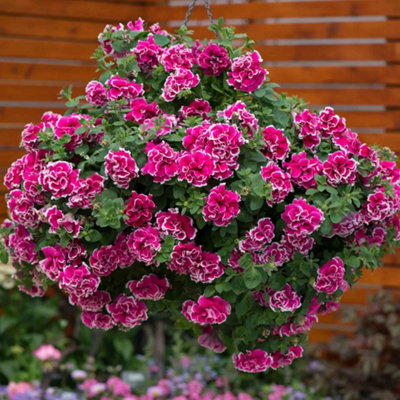 Marshalls Garden Petunia Tumbelina Anna - Double Rose-Pink Trailing ...