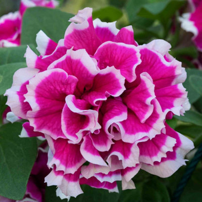 Marshalls Garden Petunia Tumbelina Anna - Double Rose-Pink Trailing ...