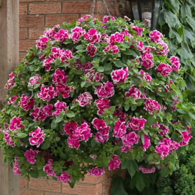Marshalls Garden Petunia Tumbelina Anna - Double Rose-Pink Trailing ...