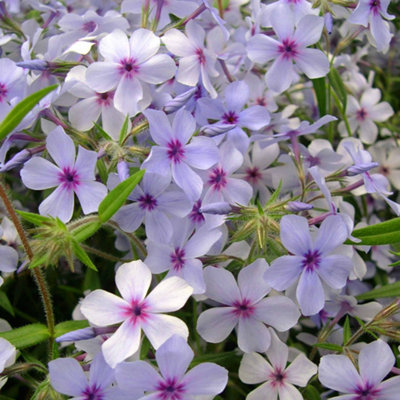 Marshalls Garden Phlox 'Pink A Dot' Soft Lilac Pink Perennial