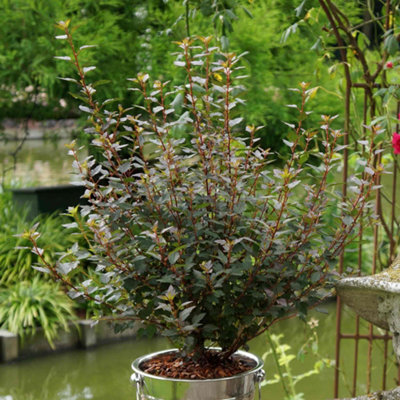 Marshalls Garden Physocarpus 'Little Joker' Compact Ninebark Shrub ...