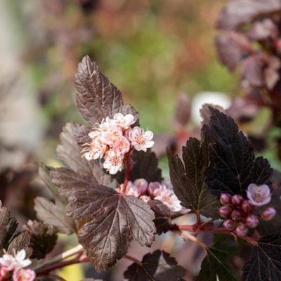 Marshalls Garden Physocarpus 'Little Joker' Compact Ninebark Shrub ...