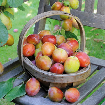 Marshalls Garden Plum 'Victoria' (Pruna) - Self-Fertile Semi-Dwarf on ...