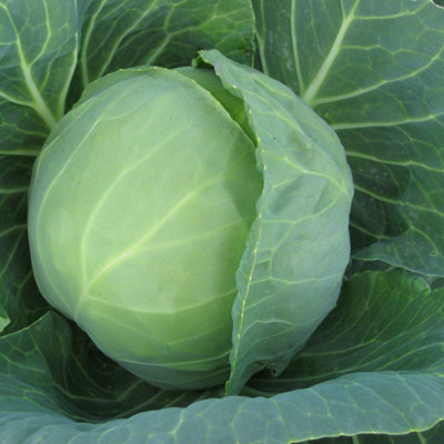 Marshalls Garden Prestar Cabbage Seeds - Fast-growing Compact Heads ...