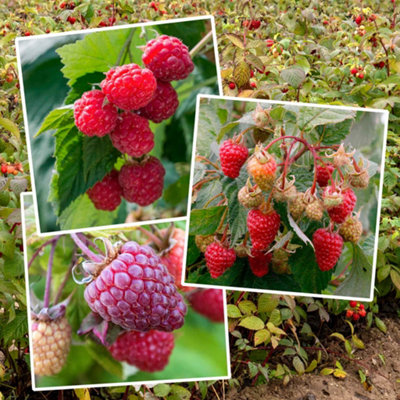 Marshalls Garden Primocane Raspberry Collection - RHS Award of Garden ...