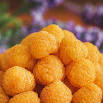 Marshalls Garden Raspberry 'All Gold' - Sweet Yellow Primocane ...