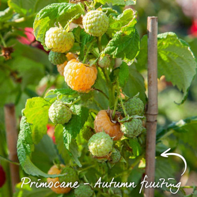 Marshalls Garden Raspberry 'All Gold' - Sweet Yellow Primocane ...