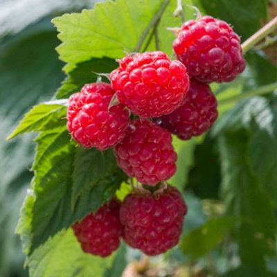 Marshalls Garden Raspberry 'Autumn Bliss', Autumn-fruiting Compact ...