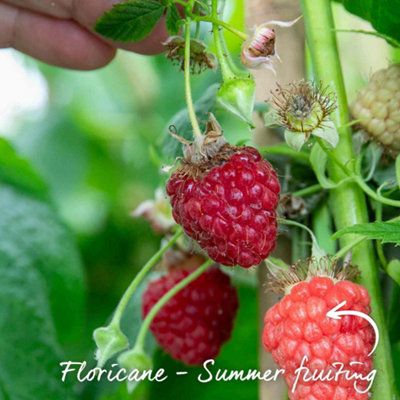 Marshalls Garden Raspberry 'Cascade Delight' Summer-Fruiting High-Yield ...