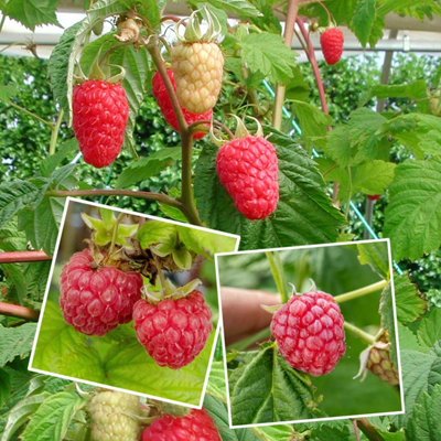 Marshalls Garden Raspberry Continuity Collection Joan J, Glen Ample ...