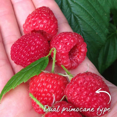 Marshalls Garden Raspberry 'Paris' Dual-Primocane, High-Yield Hardy ...