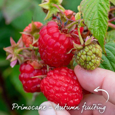 Marshalls Garden Raspberry Plant 'Autumn Bliss', Hardy High-Yield Patio ...