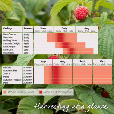 Marshalls Garden Raspberry Plant Polka, Late Primocane High-Yield Hardy ...