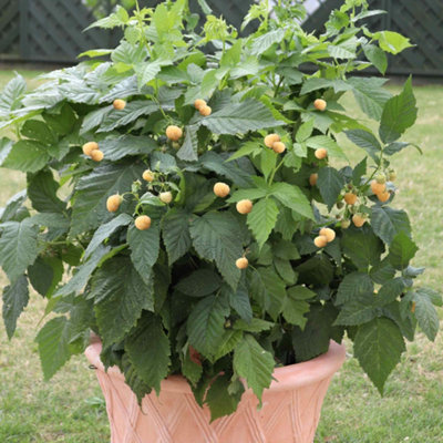 Marshalls Garden Raspberry Plant 'Summer Lovers Patio Gold' Compact ...
