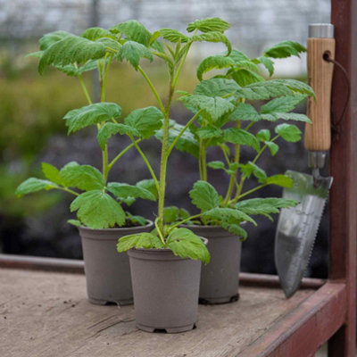 Marshalls Garden Raspberry Plant 'Summer Lovers Patio Gold' Compact ...