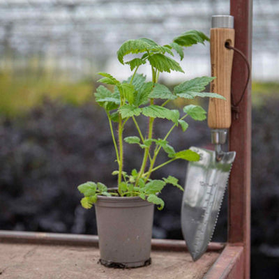 Marshalls Garden Raspberry Plant 'Summer Lovers Patio Gold' Compact ...