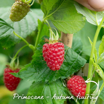 Marshalls Garden Raspberry 'Polka' - Late primocane, high-yielding ...