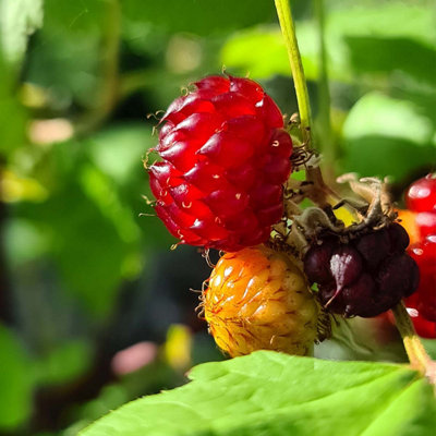 Marshalls Garden Raspberry 'Tower' Compact Upright Patio Raspberry ...