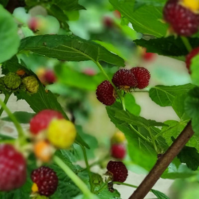 Marshalls Garden Raspberry 'Tower' Compact Upright Patio Raspberry ...