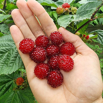 Marshalls Garden Raspberry 'Tower' Compact Upright Patio Raspberry ...