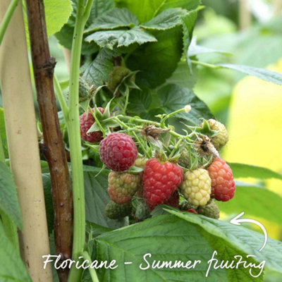Marshalls Garden Raspberry Tulameen Plant Bare Root