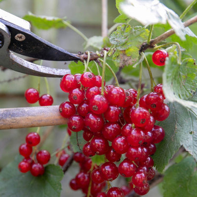 Marshalls Garden Redcurrant Plant Rovada - Bare Root Berry Fruit Plant ...