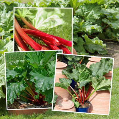 Marshalls Garden Rhubarb Collection 3 Crowns (Victoria, Timperley Early ...