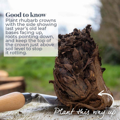 Marshalls Garden Rhubarb Collection 3 Crowns (Victoria, Timperley Early ...