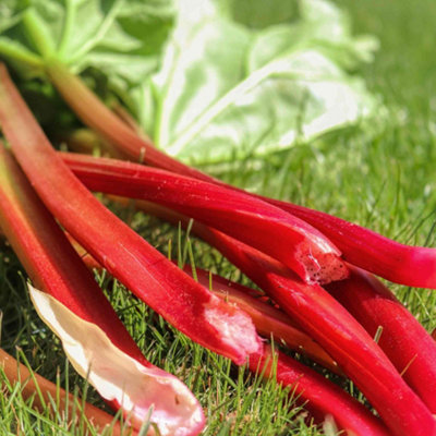 Marshalls Garden Rhubarb 'Raspberry Red' 3-pack, early high-yield ...