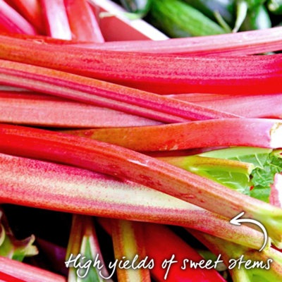 Marshalls Garden Rhubarb 'Raspberry Red' 3-pack, early high-yield ...