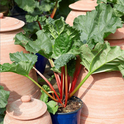 Marshalls Garden Rhubarb 'Timperley Early', RHS Awarded Early Forcing ...