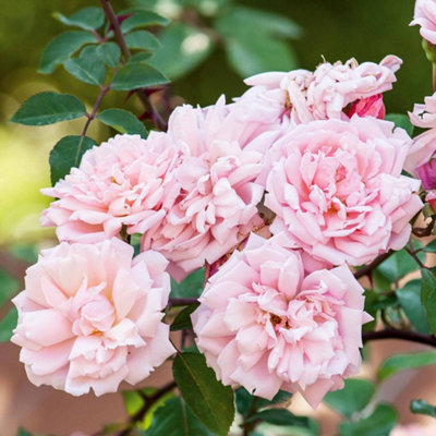 Marshalls Garden Rose 'Albertine' - Vigorous Rambling Climbing Rose ...