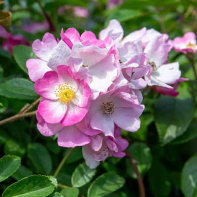 Marshalls Garden Rose 'Ballerina' Shrub Rose (Bare Root) - Pink ...