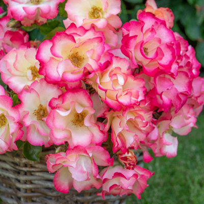 Marshalls Garden Rose 'Birthday Girl' Floribunda rose, creamy yellow ...