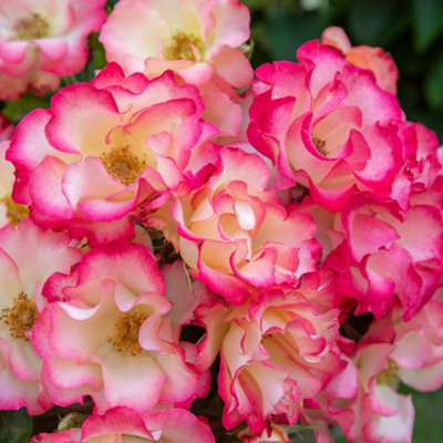 Marshalls Garden Rose 'Birthday Girl' Floribunda rose, creamy yellow ...