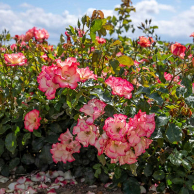 Marshalls Garden Rose 'Birthday Girl' Floribunda rose, creamy yellow ...