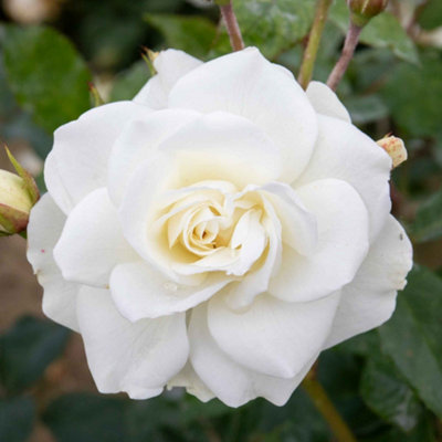 Marshalls Garden Rose 'Climbing Iceberg' Creamy White Climbing Rose RHS ...