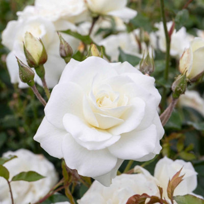 Marshalls Garden Rose 'Climbing Iceberg' Creamy White Climbing Rose RHS ...