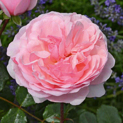 Marshalls Garden Rose 'Darling' Floribunda - Compact Soft Pink Double ...