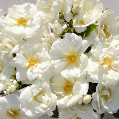 Marshalls Garden Rose 'Flower Carpet White' - low-growing, disease ...