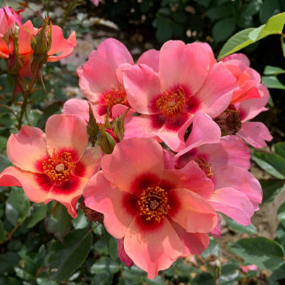 Marshalls Garden Rose 'For Your Eyes Only' ROTY 2015 (Floribunda) Hardy ...