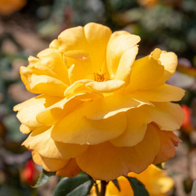 Marshalls Garden Rose 'Golden Delicious' Floribunda Deep Golden-Yellow ...