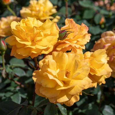 Marshalls Garden Rose 'Golden Delicious' Floribunda Deep Golden-Yellow ...